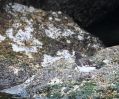 Black Turnstone